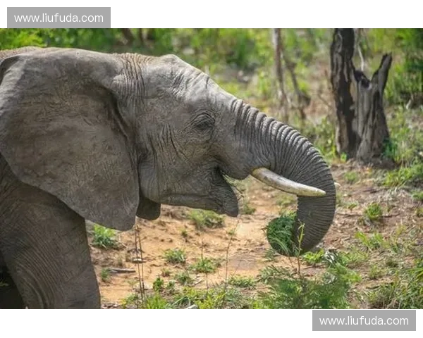 《枪炮与粗品的英雄之路：探索LOL中的射手角色与技能机制》
